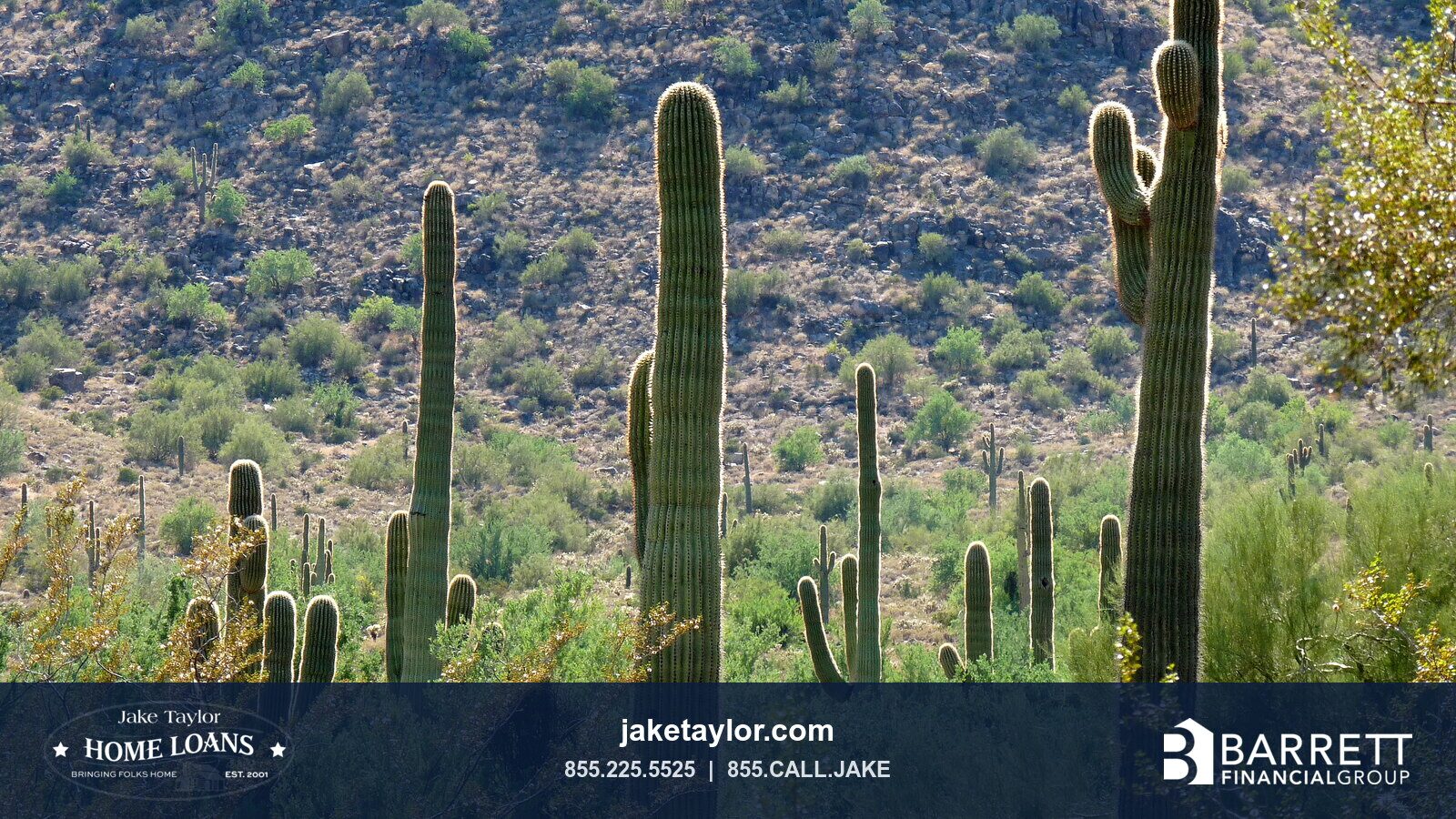 Cactus in White Tank Mountain Regional Park near Waddell, Arizona